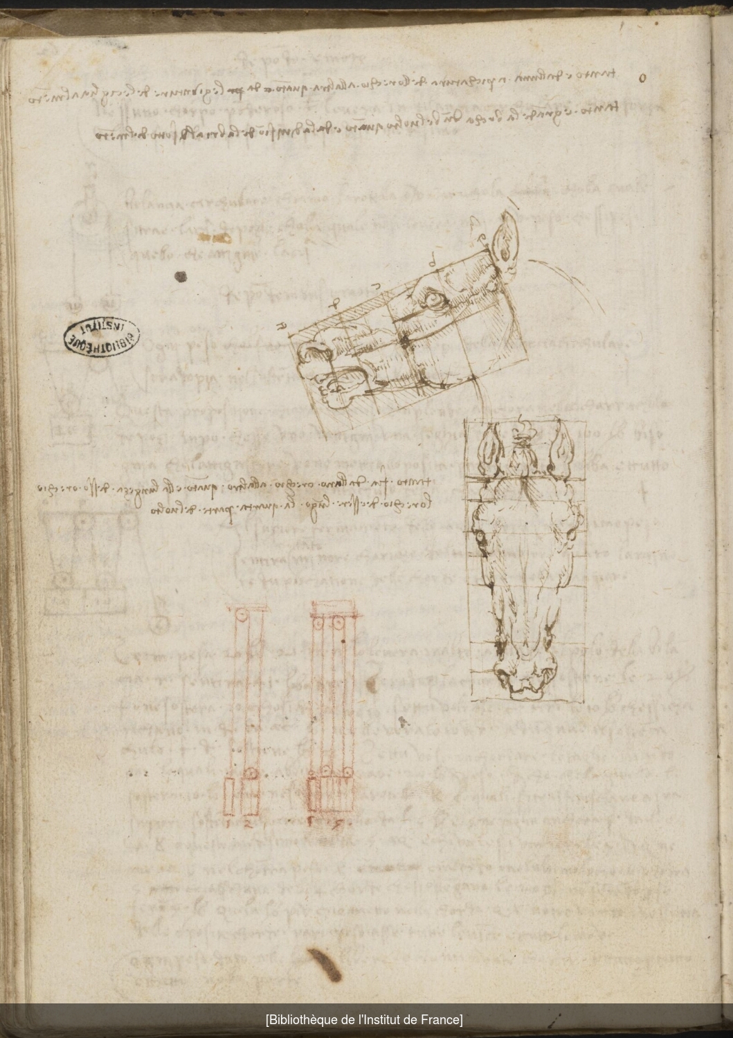 Ms 2172 (Manuscrit A), f. 62v : études sur les proportions de la tête du cheval et de la figure humaine.