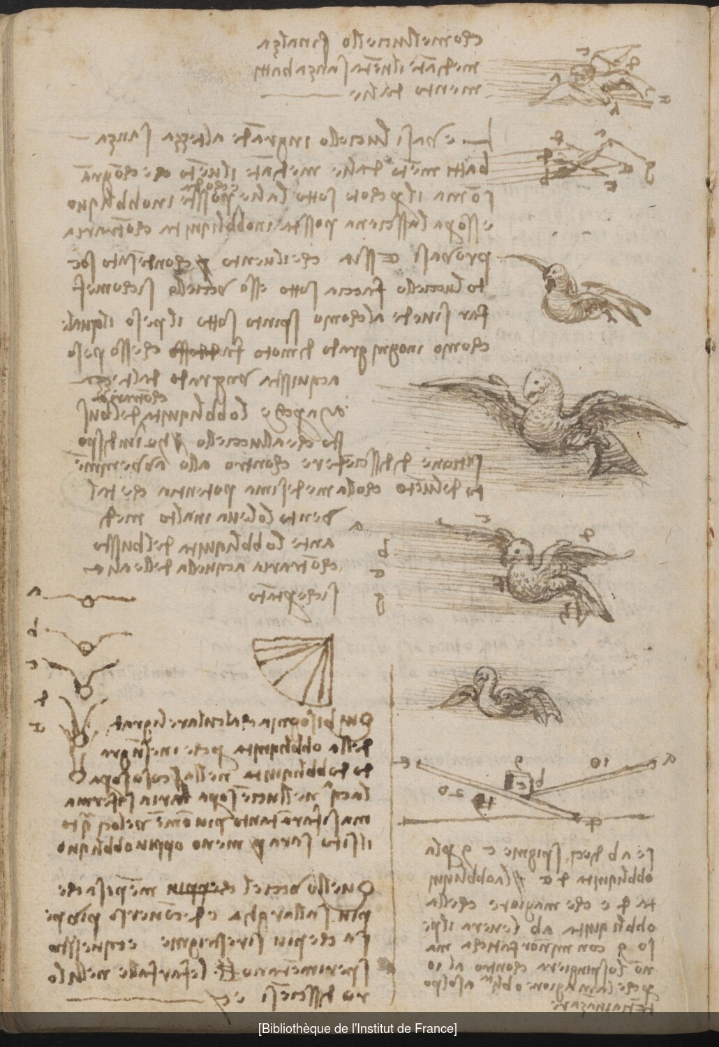 Ms 2176 (manuscrit E), f. 43v : études sur le vol des oiseaux.