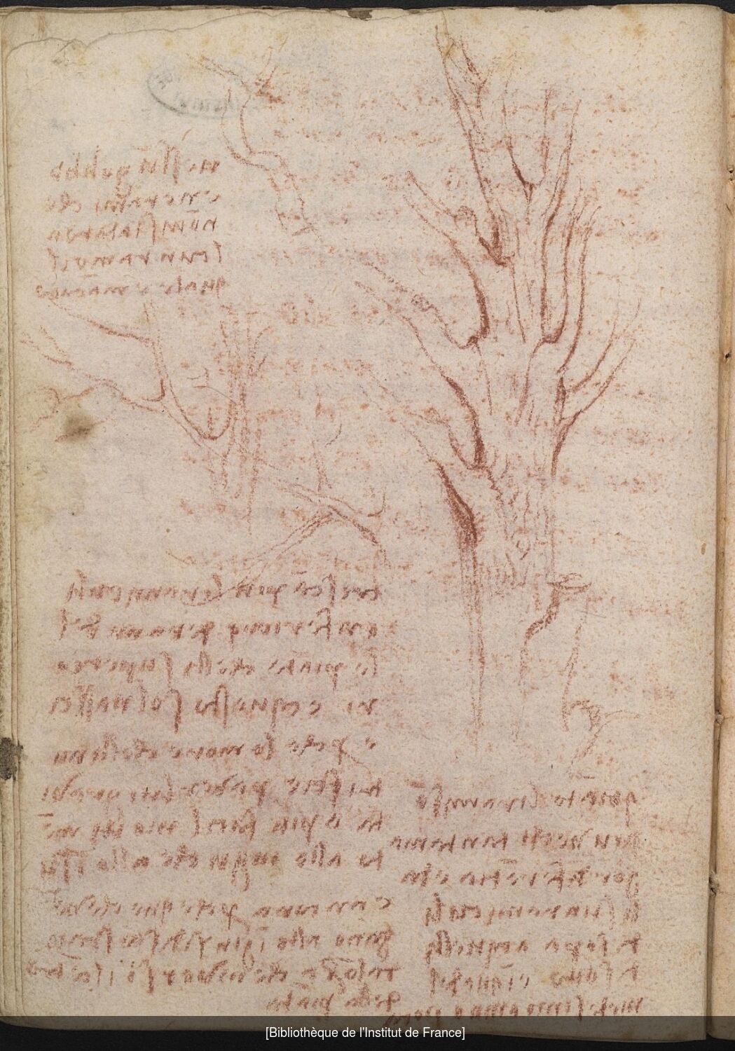 Ms 2178 (manuscrit G), f. 34 v : dessin d'arbre