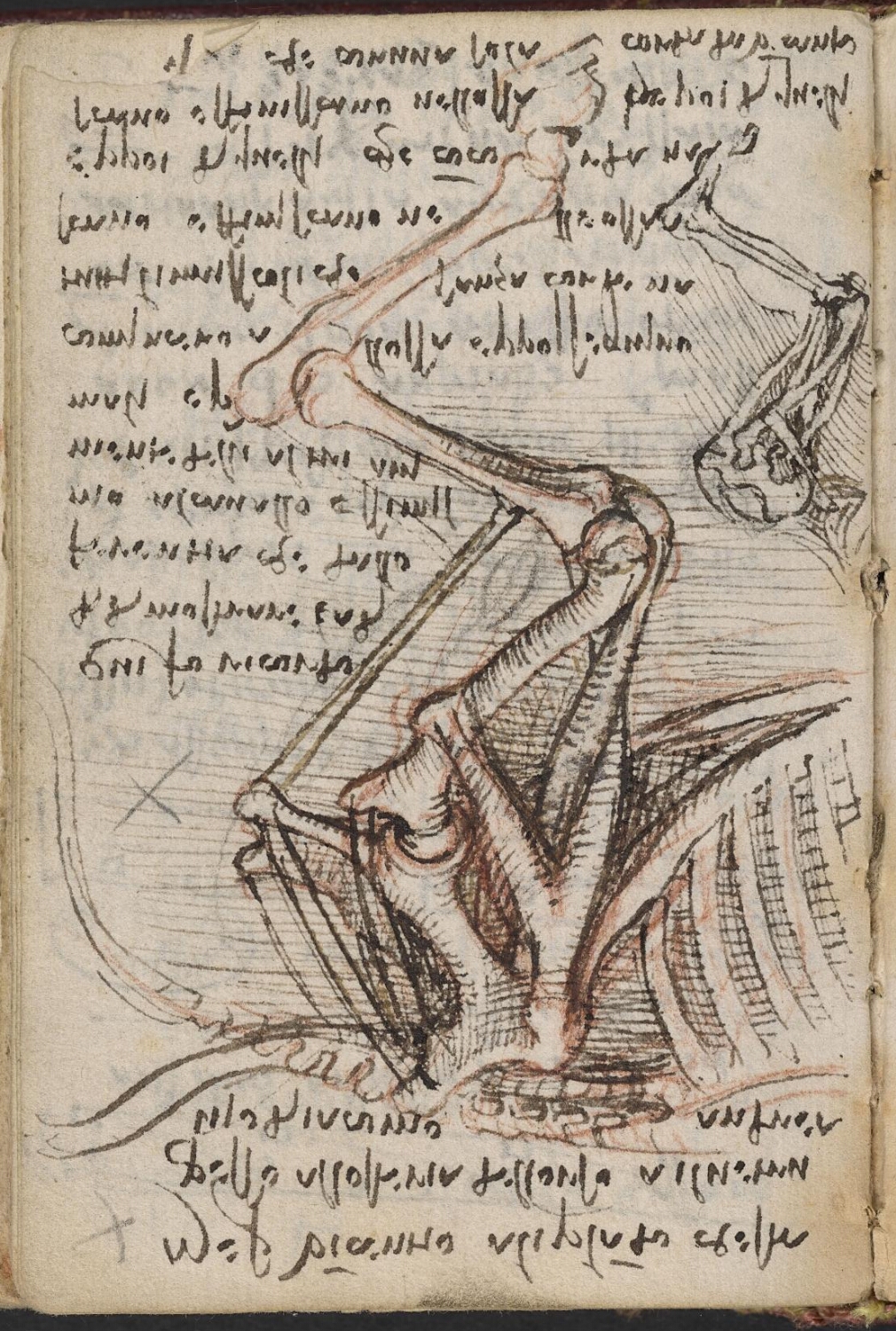 Ms 2181 (Carnet K), f. 109v, anatomie comparée de l'homme et des animaux (chevaux).