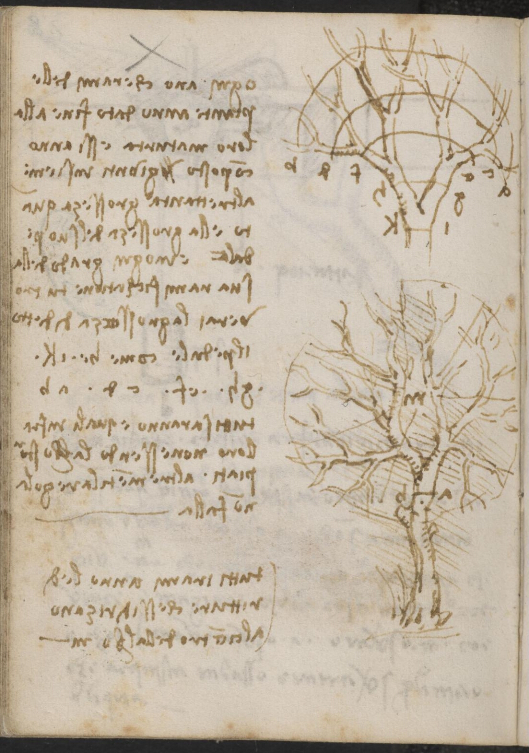 Ms 2183 (manuscrit M), f. 78v : étude de la croissance des arbres.